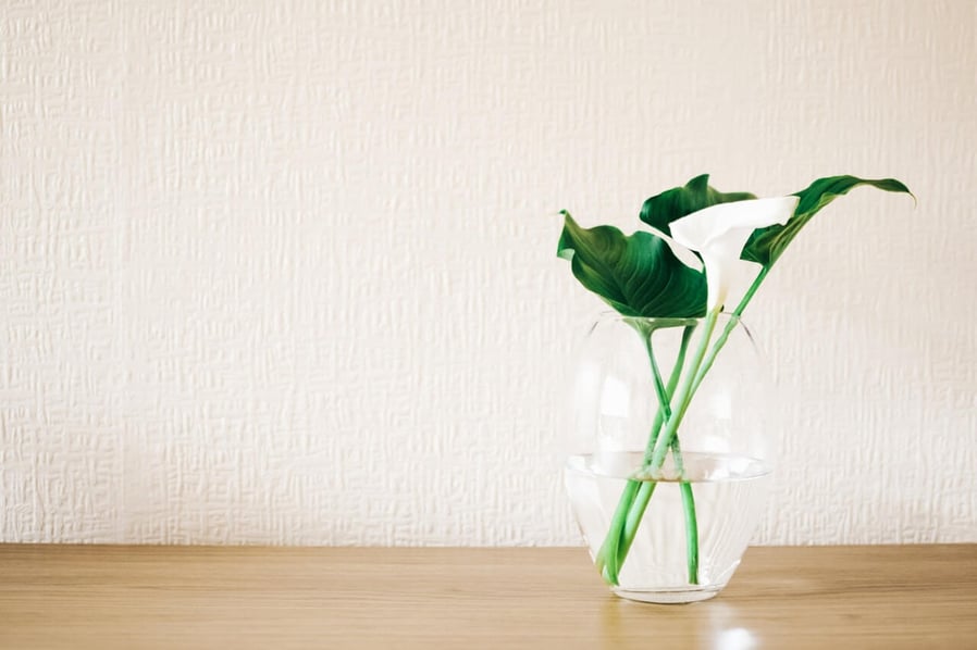 green-plant-in-clear-glass-vase